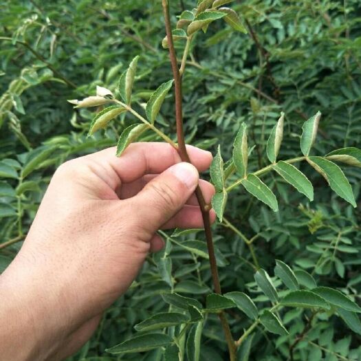 泰安 无刺花椒苗