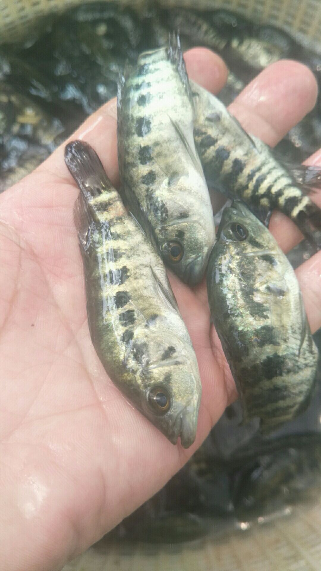 淡水石斑鱼苗 石斑苗、