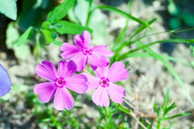 息县丛生福禄考 芝樱花