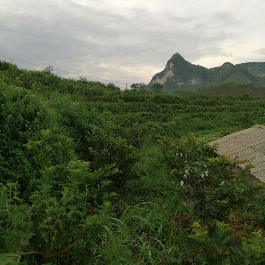 巴马县红宝石芭乐 巴马富硒区种植，矿泉水自流浇灌，有机肥，无农药，水份足纯脆。