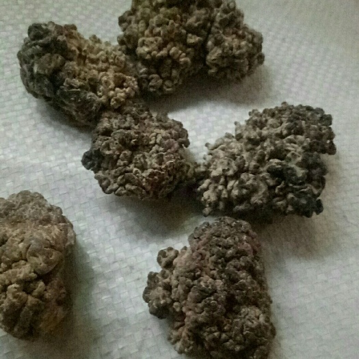 鱼台县长年出售猴头菇