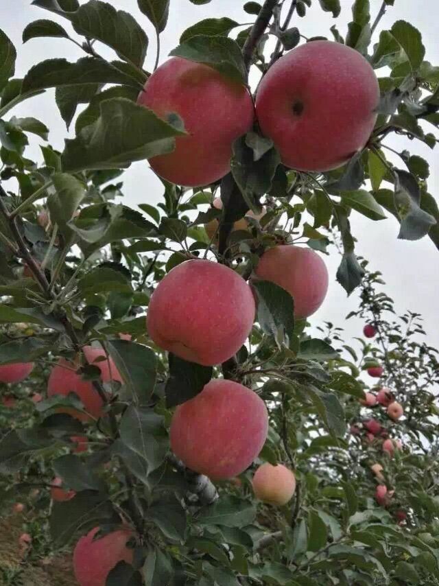 苹果  2019时令有机水果礼盒装