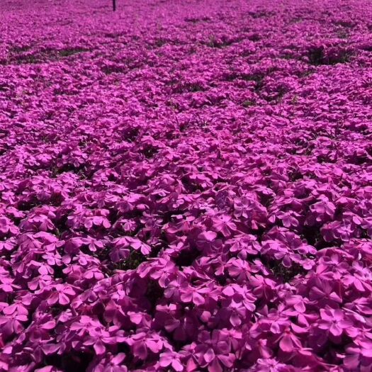 丛生福禄考（芝樱）基地批发出售