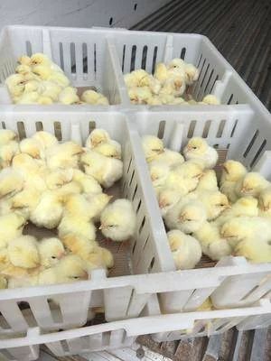 罗曼粉蛋鸡苗 罗曼粉