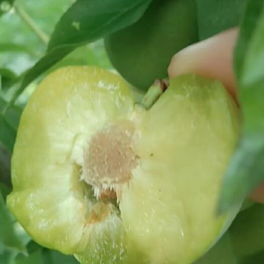 茂县茂汶青脆李，果正色美，脆甜多汁，货量充足，交通方便【产地代】