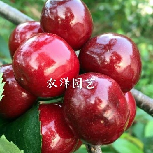 俄罗斯8号樱桃苗  俄罗斯八号樱桃苗 含香樱桃苗 车厘子苗