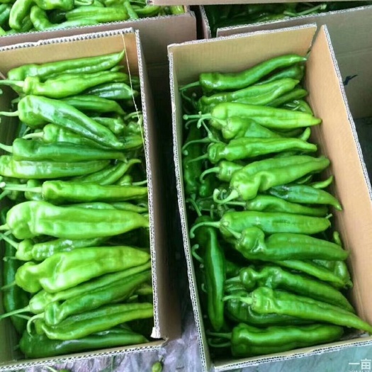 夏邑县 河南商丘夏邑县万亩基地大棚301辣椒，个头大均匀，亮度好，