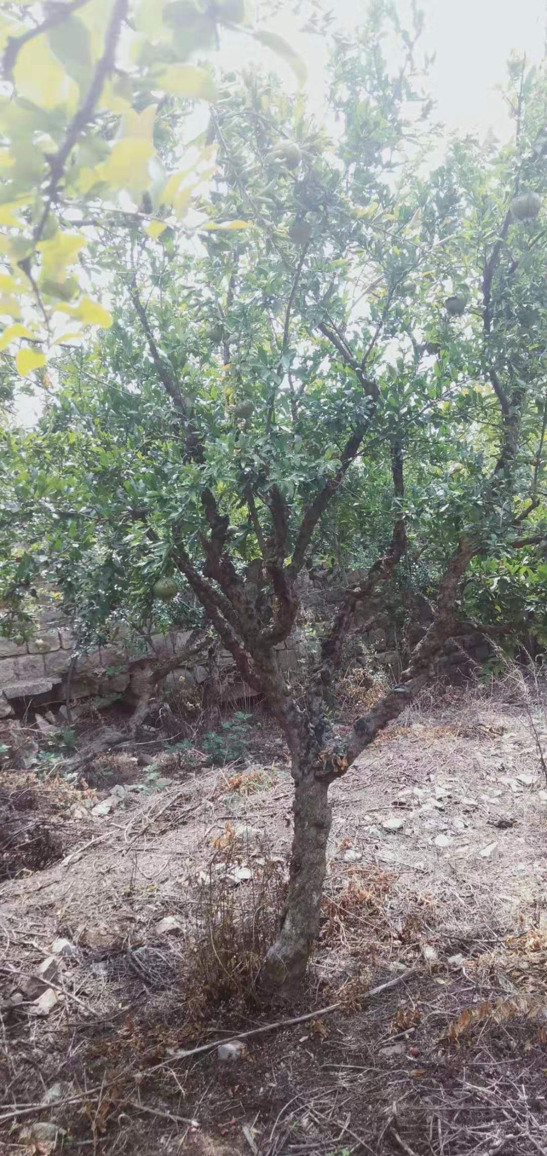 石榴盆景 大量供应！一到三十五公分石榴树！院内盆景！工程树苗