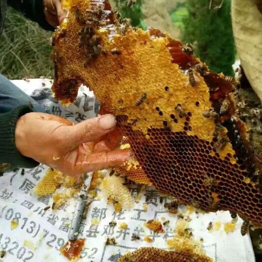 叙永县 百花土蜂蜜自产自销无饲养百花蜜中华土蜂蜜，