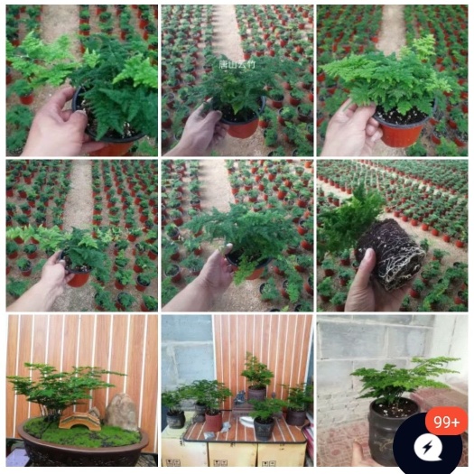 文竹 原盆原土唐山云竹