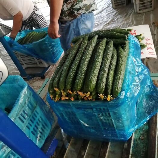 莘县 大量供应黄瓜