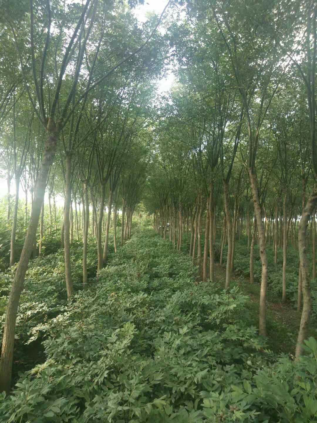  国槐