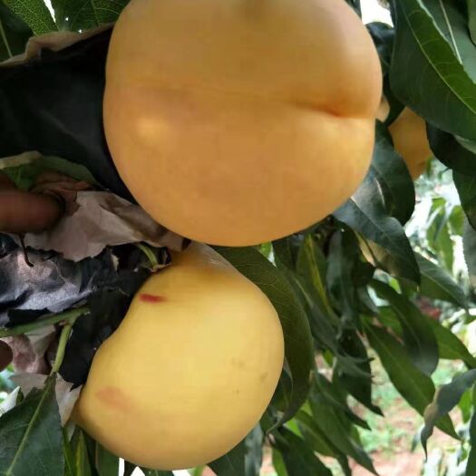 汝南县黄金蜜桃 400多亩种植基地