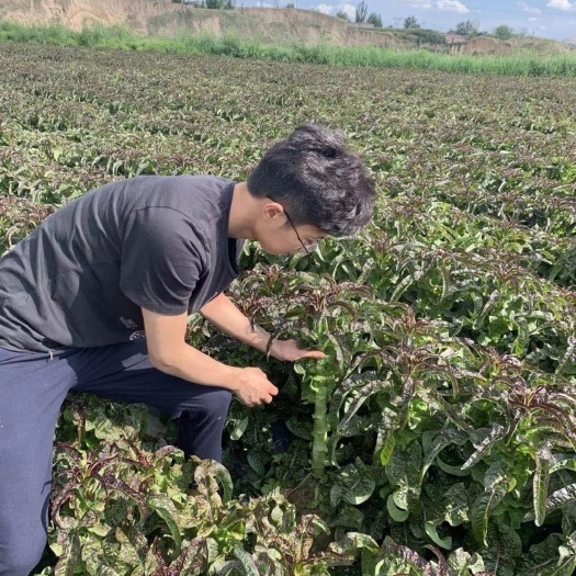 红尖叶，红圆叶，红皮，青肉莴笋