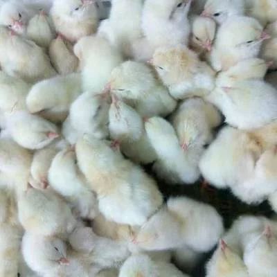 罗曼粉蛋鸡苗 罗曼粉
