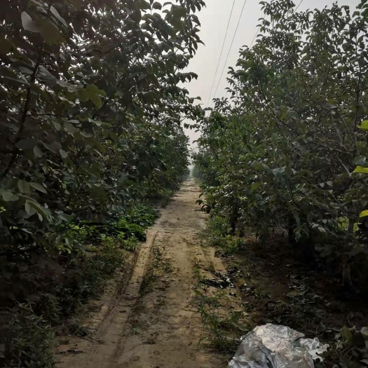 长垣市 核桃