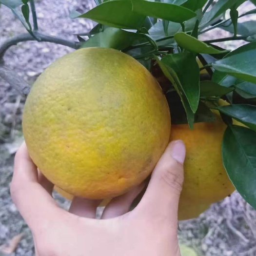 深圳秭归脐橙 宜昌娣归夏橙