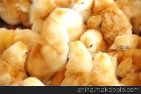 罗曼粉蛋鸡苗 罗曼粉