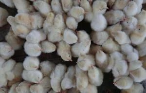 罗曼粉蛋鸡苗 罗曼粉