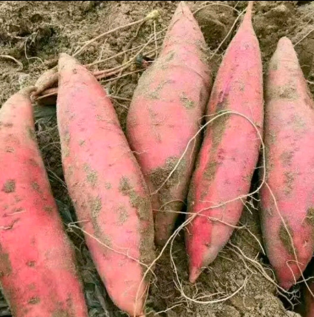  红薯 西瓜红密薯 红心密薯 纯沙地密薯  电商支持一件代发