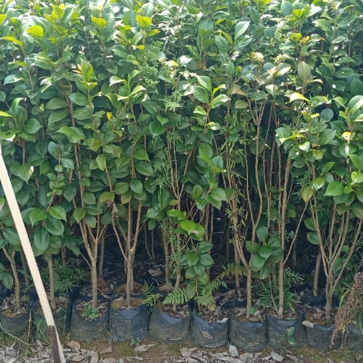 荔浦市茶花苗 茶花杯苗1-2公分