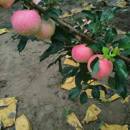 盖州市 红富士苹果和黄元帅苹果自家果园种植的，口感好，皮薄耐储存。