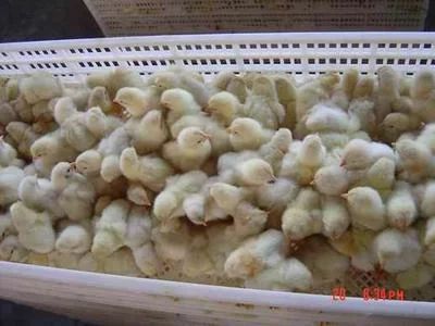 罗曼粉蛋鸡苗 罗曼粉