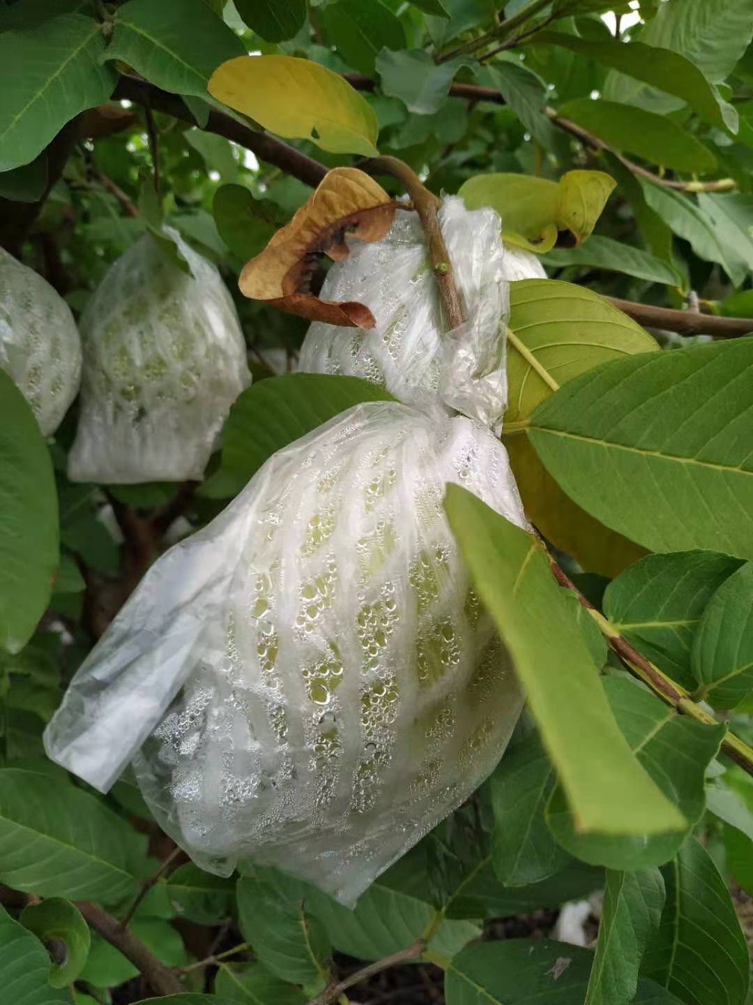 珍珠番石榴 150-200克