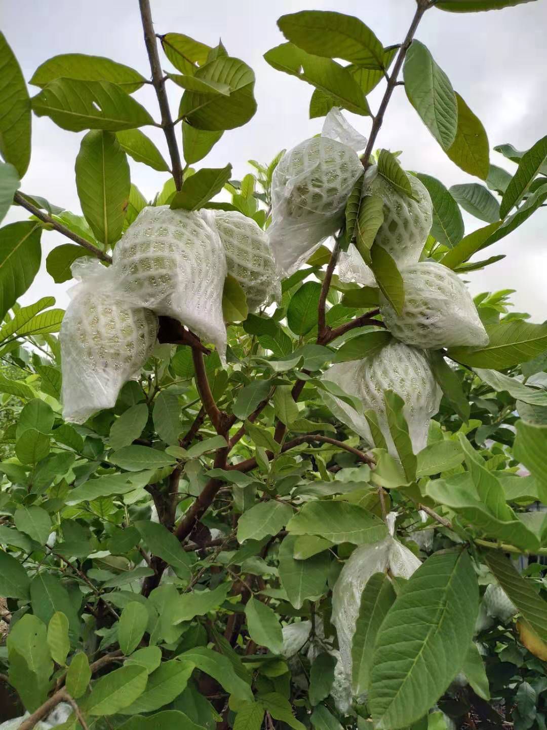 珍珠番石榴 150-200克