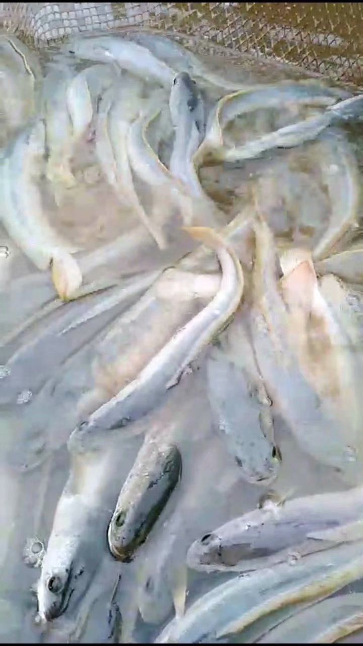 白乌鳢 白乌鱼成鱼出售