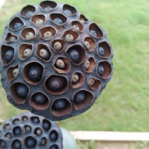 武汉莲蓬 本农场大量出售插花和茶艺用的干蓬蓬联系