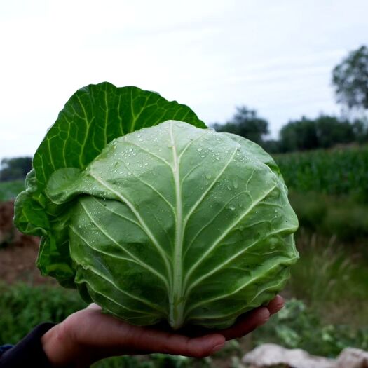 成都绿甘蓝，圆球形，早熟，单球重1.5kg
