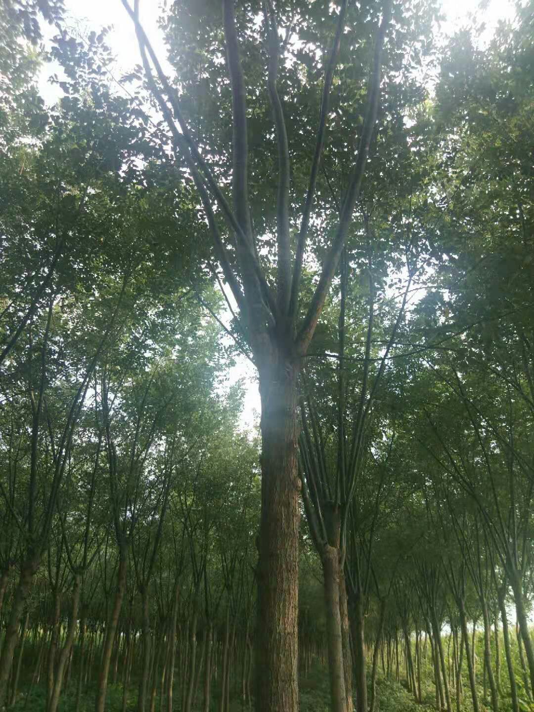  国槐