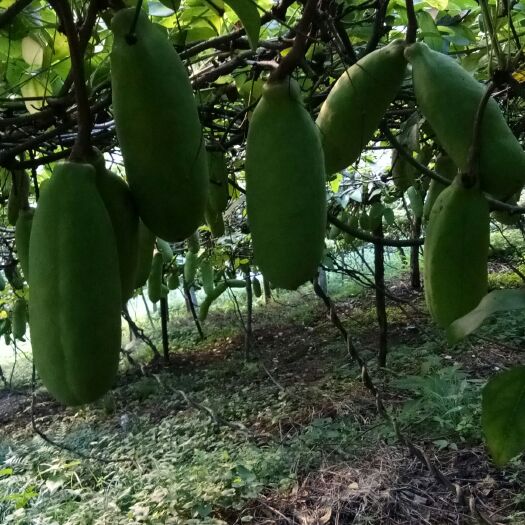 古丈县 水果之王八月瓜开始成熟了
