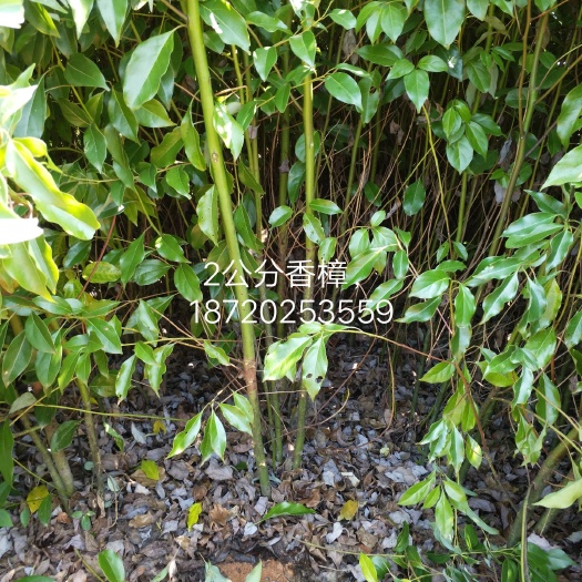 九江 香樟小苗 香樟地径2公分 自己家香樟小苗