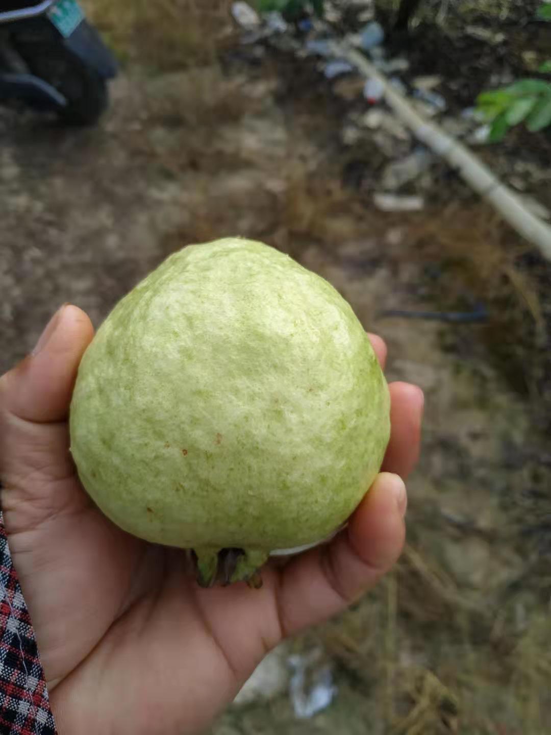珍珠番石榴 150-200克