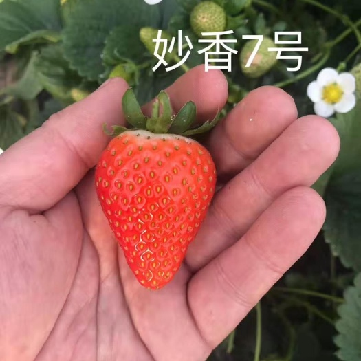 泰安 草莓苗，品种多，欢迎采购