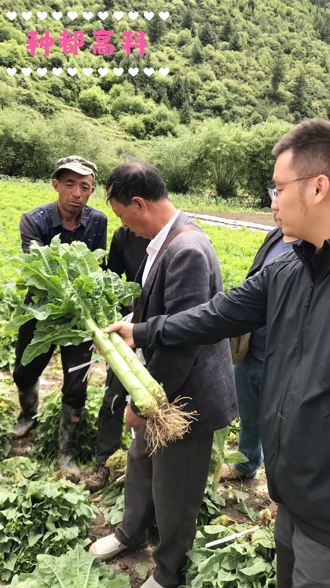 三青萵筍種子/種都高科