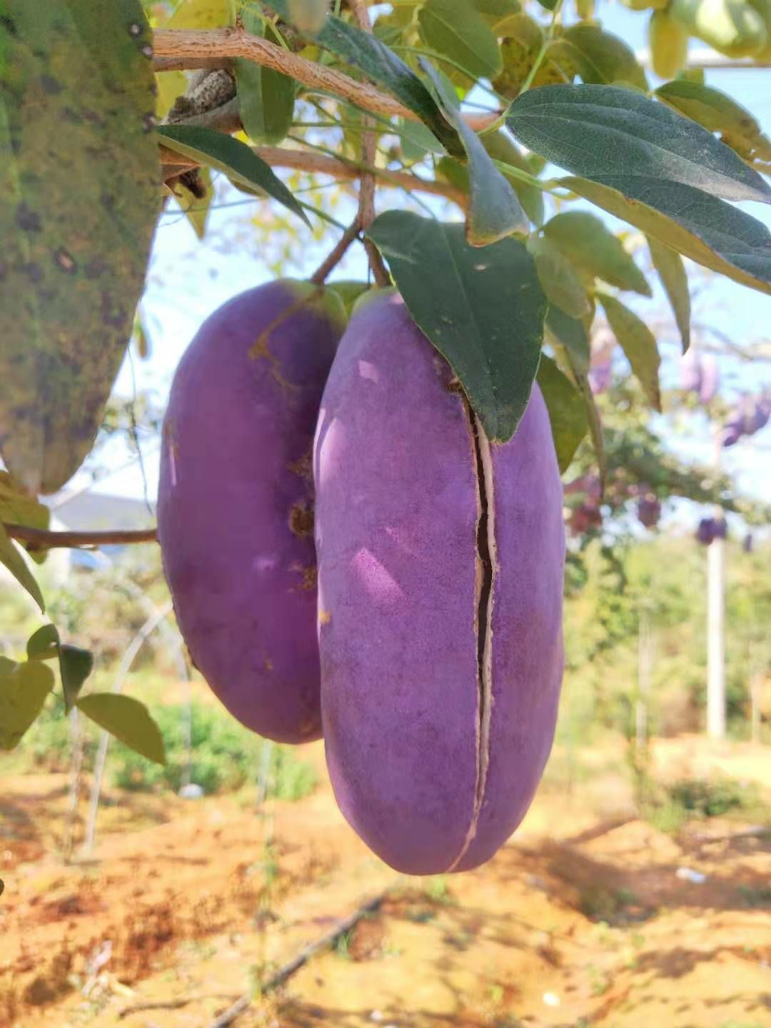 八月瓜苗，紫宝二号，两年苗，