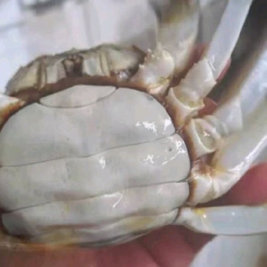 南京 大闸蟹六月黄