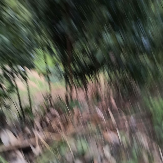 容县肉桂