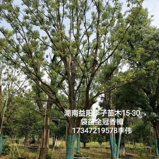 益阳 移栽全冠香樟