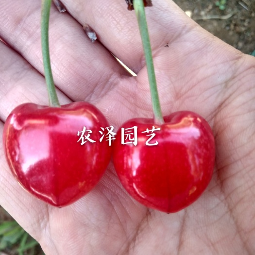 平度市萨米脱苗 砂蜜托樱桃苗萨米托樱桃车厘子苗批发价格大樱桃树苗