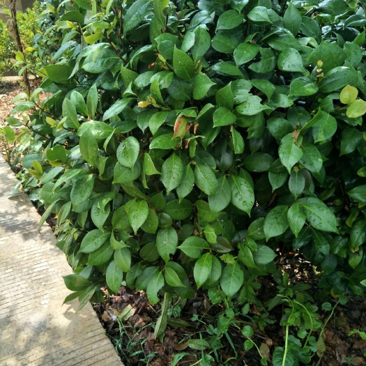 长沙茶花树 80~100cm