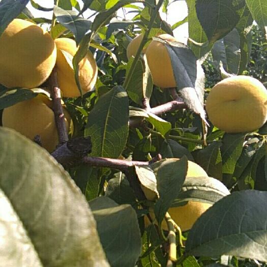 沂水县黄金桃  灌头桃大量批发7角一”8角