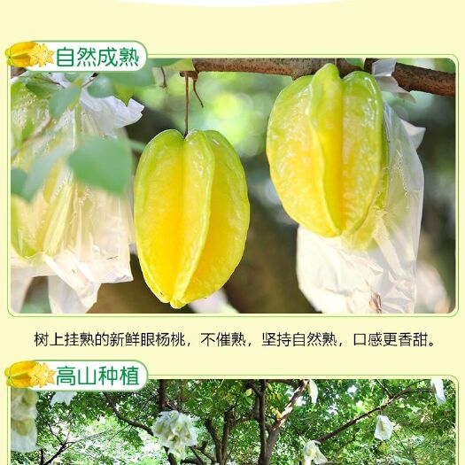 南靖县 新鲜补水甜杨桃5斤起卖可一件代发