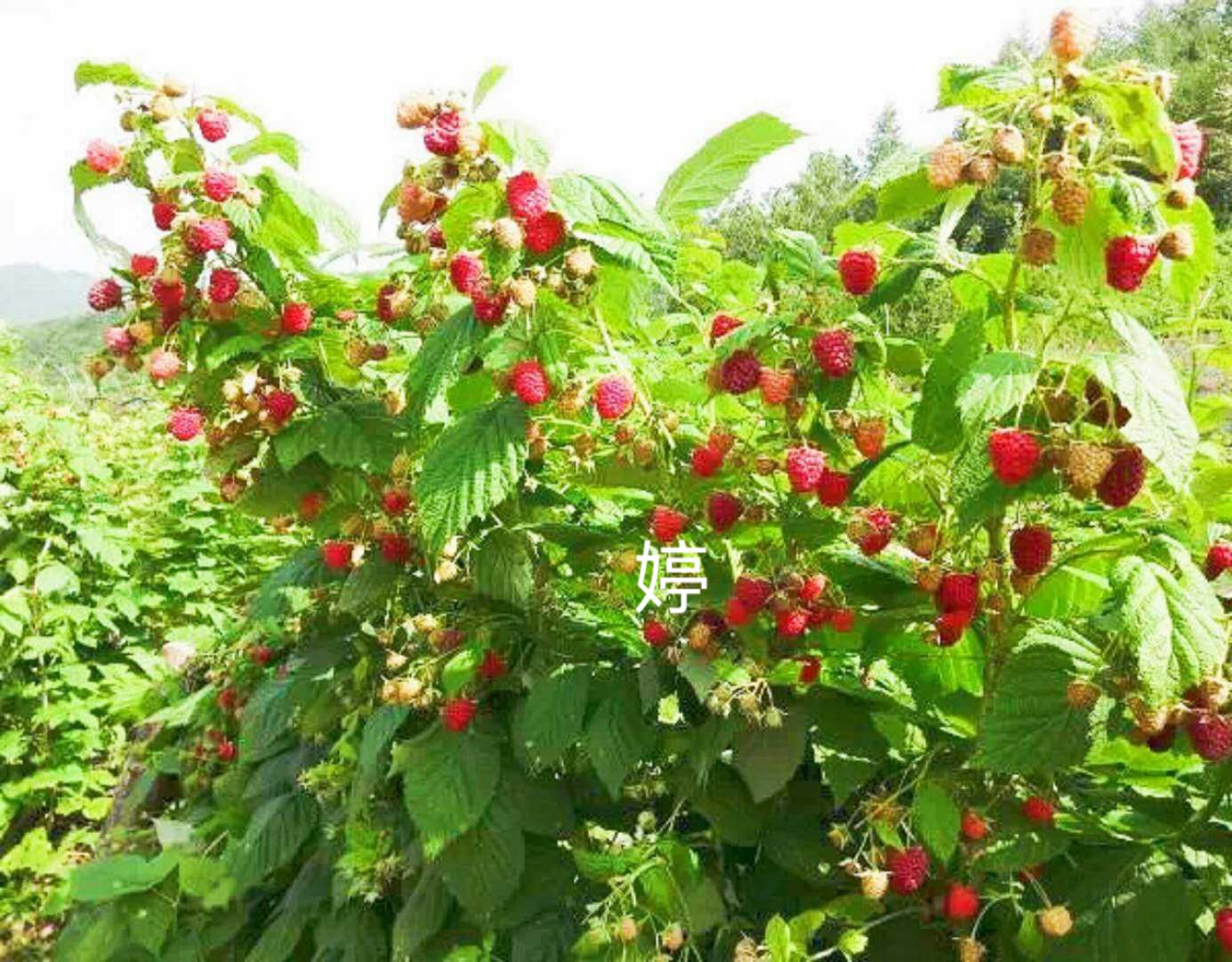 白山 樹莓 紅樹莓 雙季紅樹莓苗