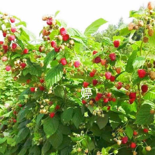 白山 树莓 红树莓 双季红树莓苗