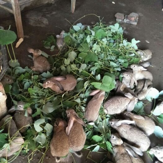抚州比利时兔 优质比利时肉兔，专吃饲料和青草，肉质鲜美。