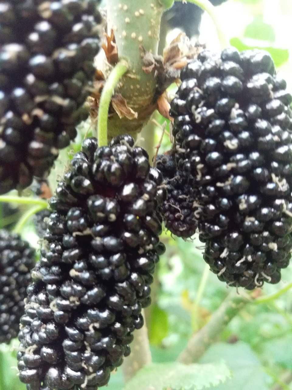 长果桑苗  桑葚苗 大型玫瑰桑椹树苗批发